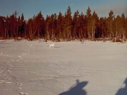 Gamla bilder